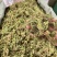 伸筋草中药材正品野生无硫新货批发舒筋草深山采挖***野生