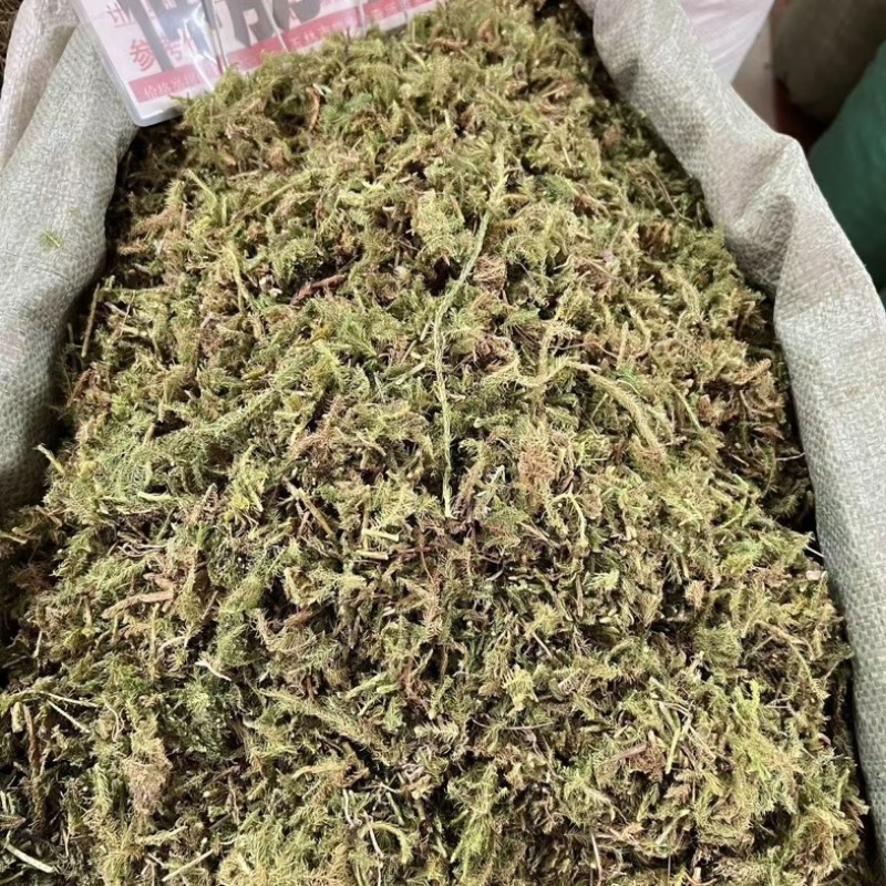 伸筋草中药材正品野生无硫新货批发舒筋草深山采挖***野生