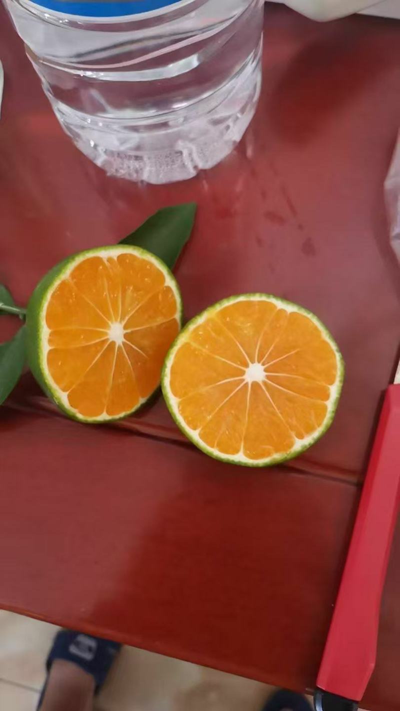 云南精品蜜橘产地发货一手货源批发质量保证价格美丽发全国