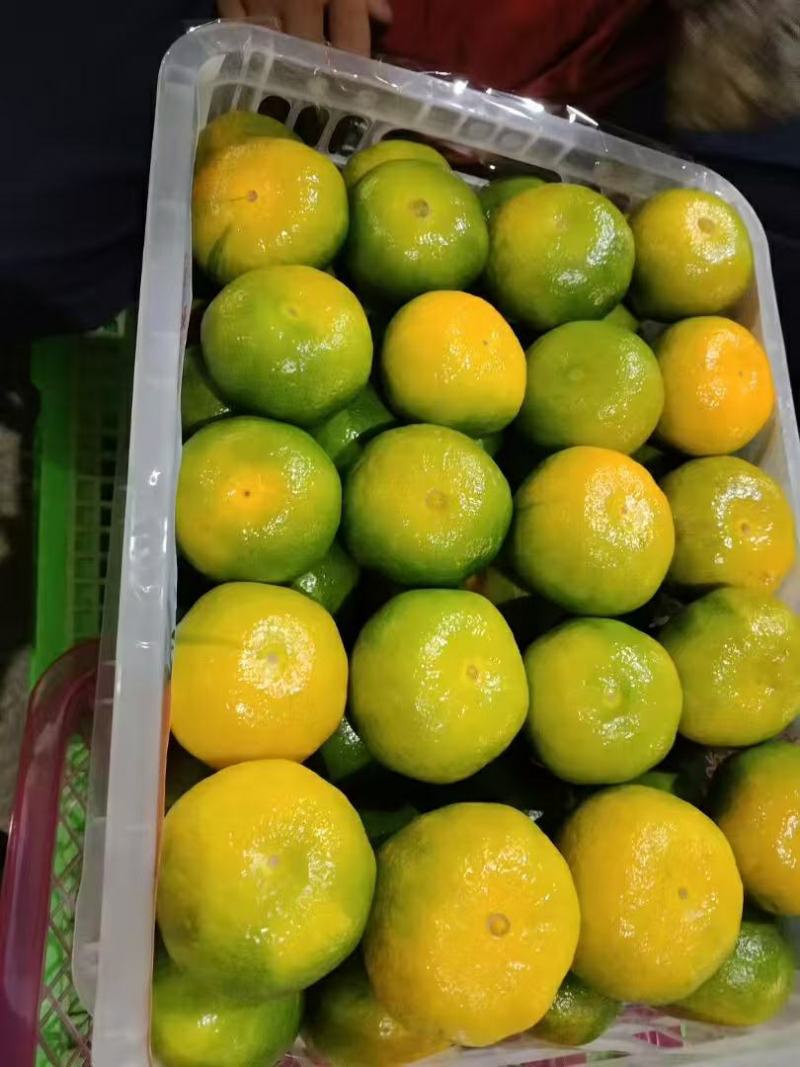 云南精品蜜橘产地发货一手货源批发质量保证价格美丽发全国