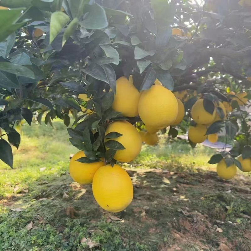 脐橙
