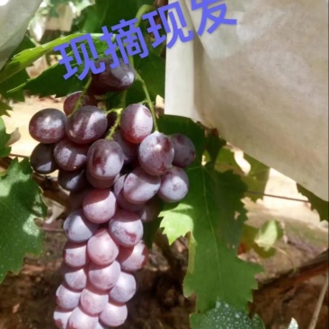 大泽山玫瑰香皮薄肉厚口感鲜美欢迎各位老板品尝