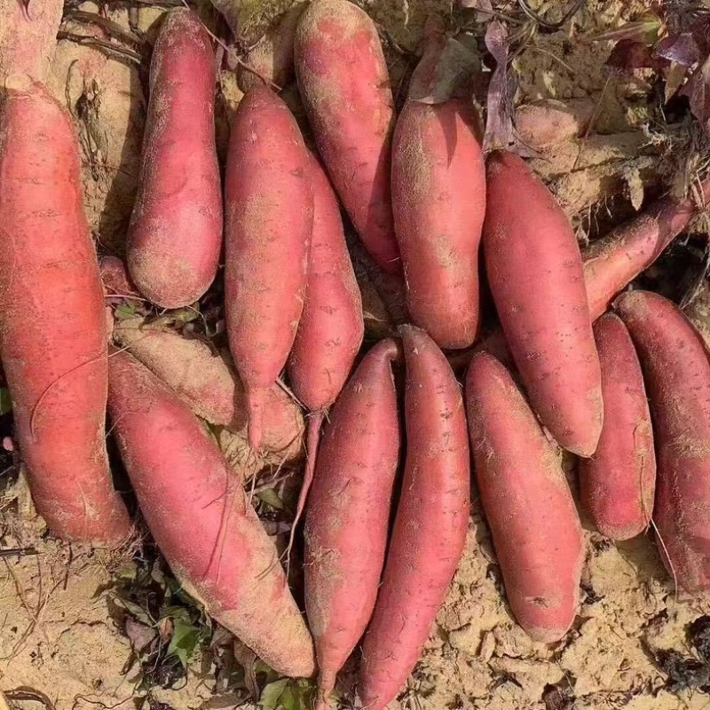 精品沙地西瓜红，河北沙地红薯红纯甜无丝，电商货市场货