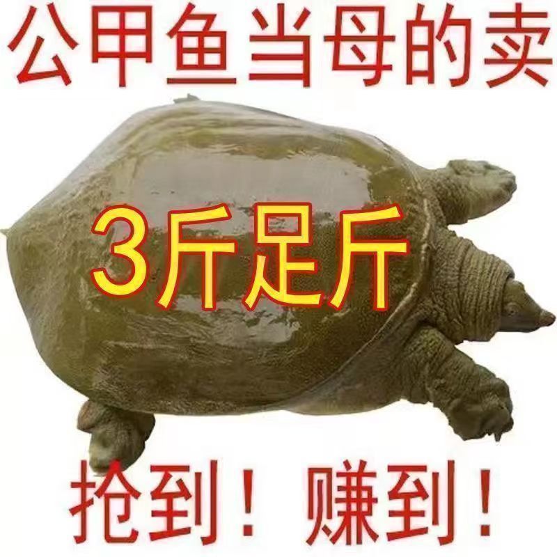 外塘鲜活现杀甲鱼水鱼团鱼批发价食用大小麻辣真空卤甲鱼生态