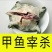外塘鲜活现杀甲鱼水鱼团鱼批发价食用大小麻辣真空卤甲鱼生态