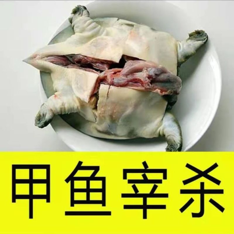 外塘鲜活现杀甲鱼水鱼团鱼批发价食用大小麻辣真空卤甲鱼生态