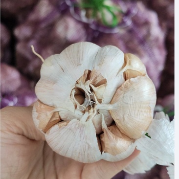 蒜种，大青颗，辫子蒜，毛头！