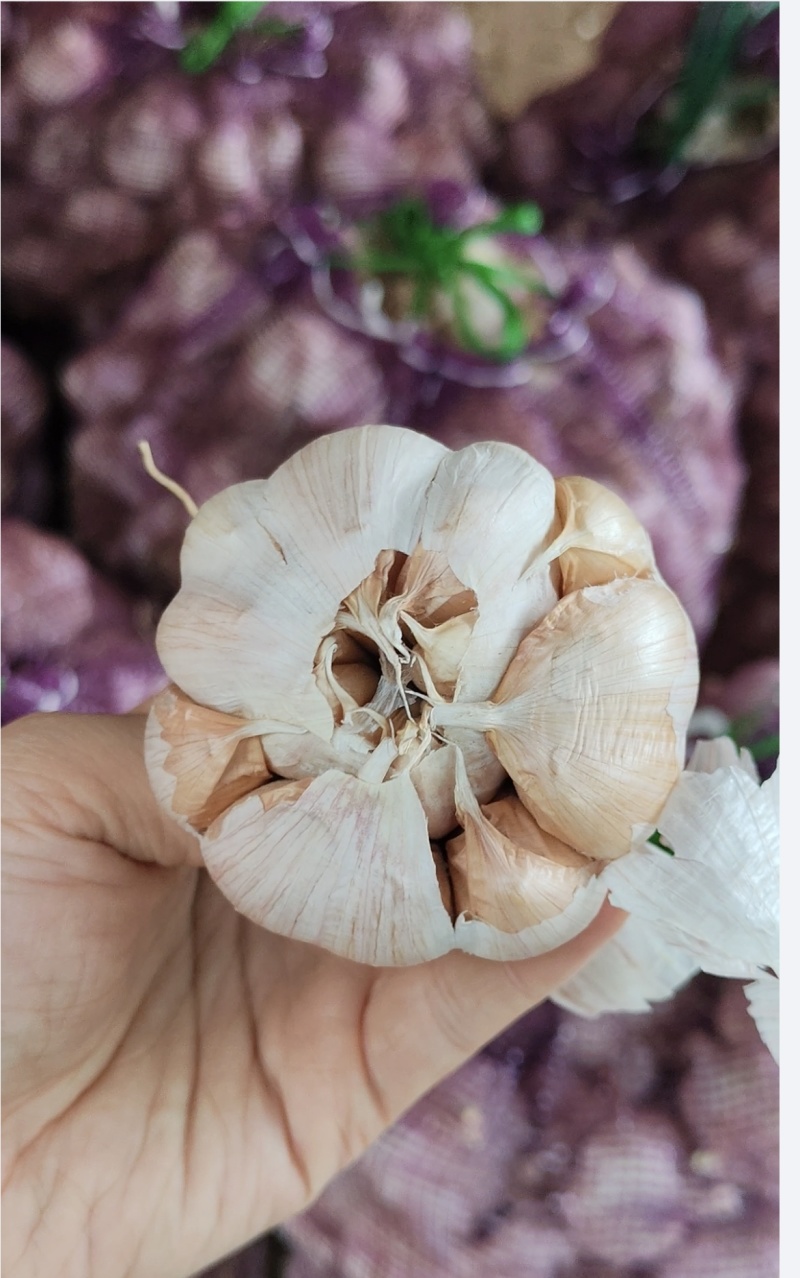 蒜种，大青颗，辫子蒜，毛头！