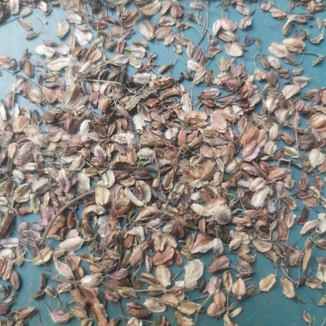 新产当归种子价格，优质抗病高产良种，诚信商家，发芽率高