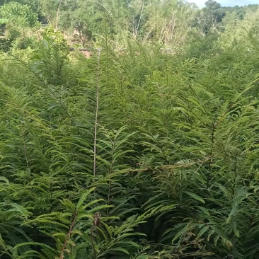 余甘果实生苗滇橄榄，基地直供一手货源，自产自销