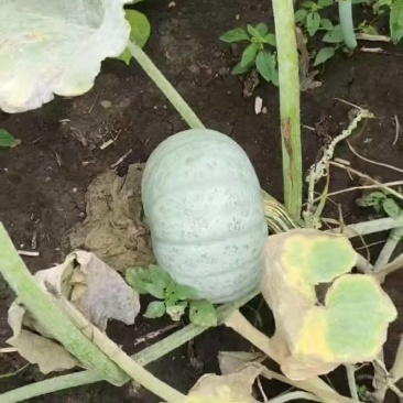 银栗南瓜