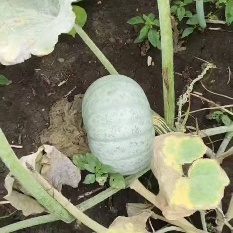 银栗南瓜