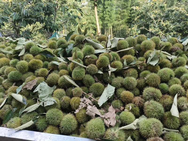 广德大红袍板栗
