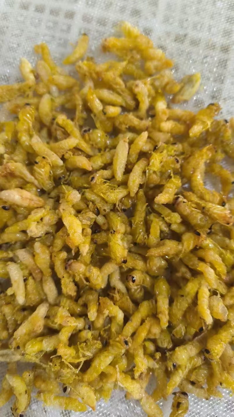 油炸蜂蛹树蜂蜂蛹，精品树蜂蜂蛹统货都有现货欢迎咨询
