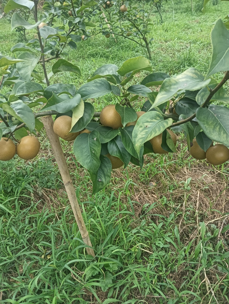 恩琪富硒梨