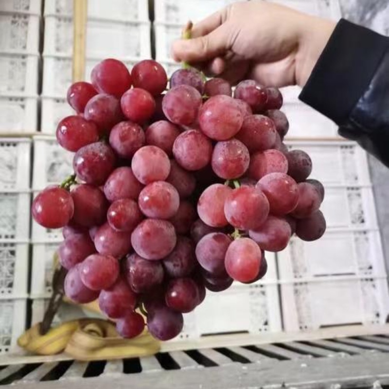 红提葡萄广西产地直发货源充足质量保证欢迎订购