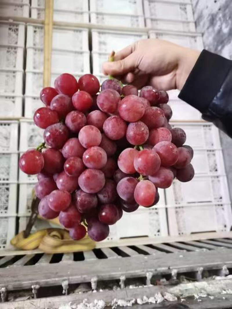 红提葡萄广西产地直发货源充足质量保证欢迎订购
