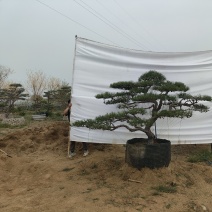 泰山造型松