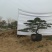 泰山造型松