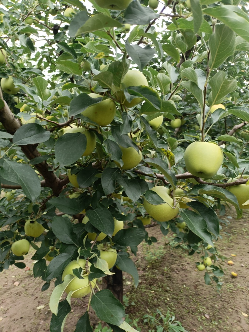 黄元帅，金冠苹果