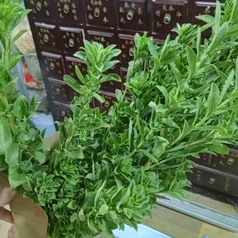 河南省淅川县甜叶菊种植销售