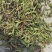河南省淅川县甜叶菊种植销售