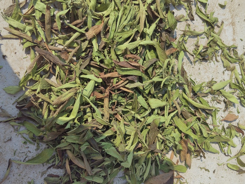 河南省淅川县甜叶菊种植销售