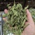 河南省淅川县甜叶菊种植销售