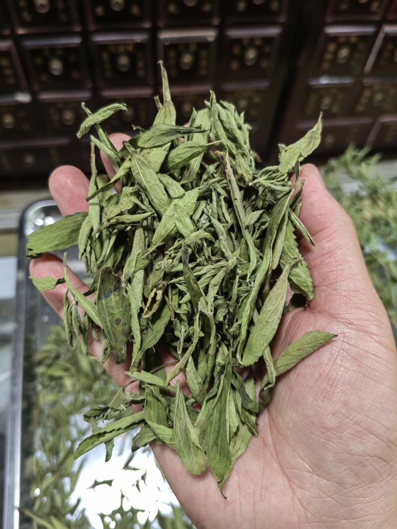 河南省淅川县甜叶菊种植销售
