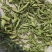 河南省淅川县甜叶菊种植销售