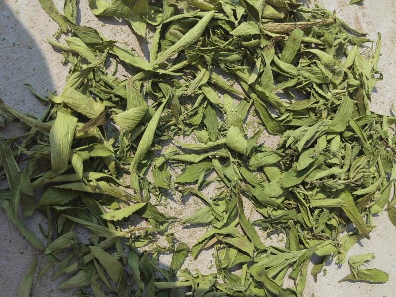 河南省淅川县甜叶菊种植销售