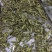 河南省淅川县甜叶菊种植销售