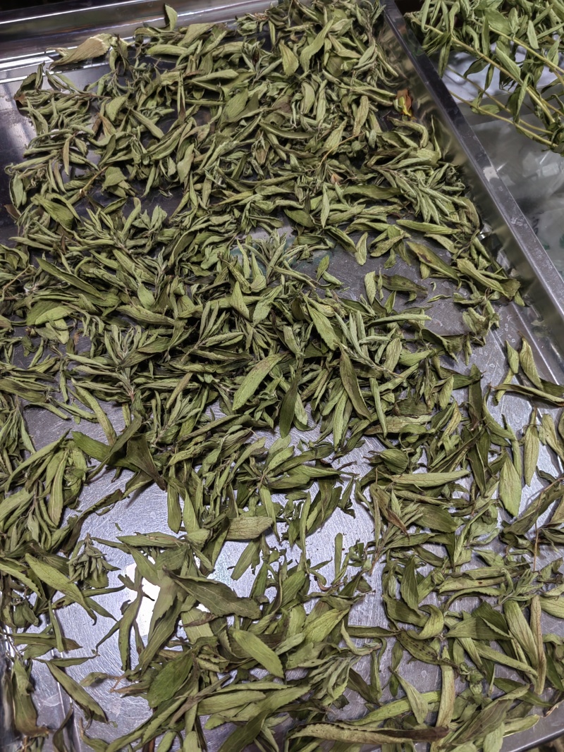 河南省淅川县甜叶菊种植销售