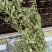 河南省淅川县甜叶菊种植销售