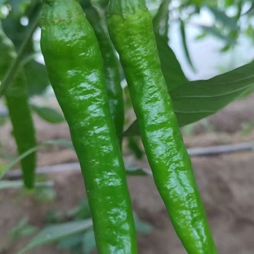 【大量现货】河南商丘鲜辣椒湘研55小辣椒货量大耐运输易储存