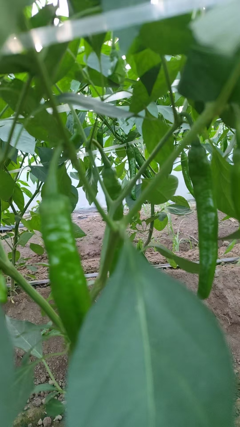 【大量现货】河南商丘鲜辣椒湘研55小辣椒货量大耐运输易储存