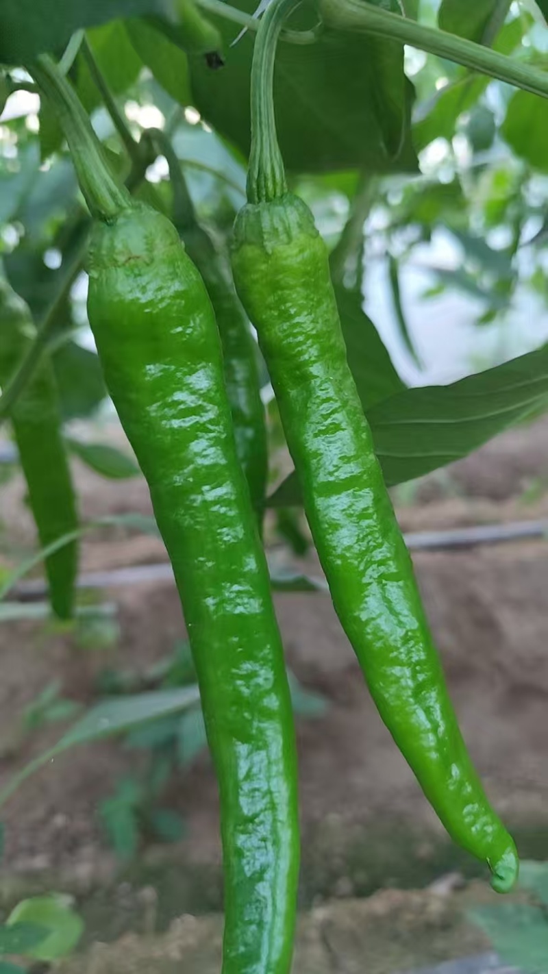 【大量现货】河南商丘鲜辣椒湘研55小辣椒货量大耐运输易储存