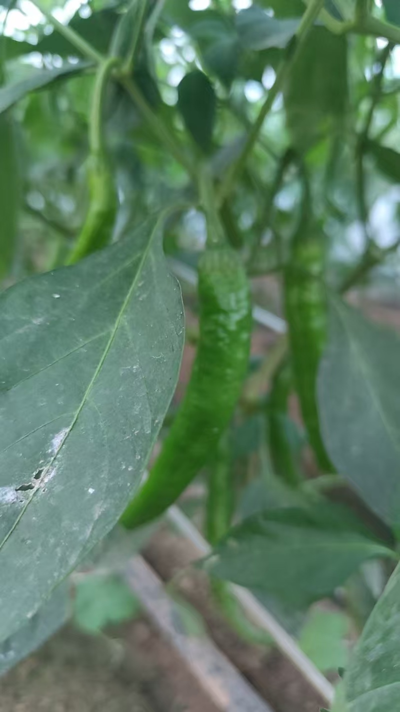 【大量现货】河南商丘鲜辣椒湘研55小辣椒货量大耐运输易储存