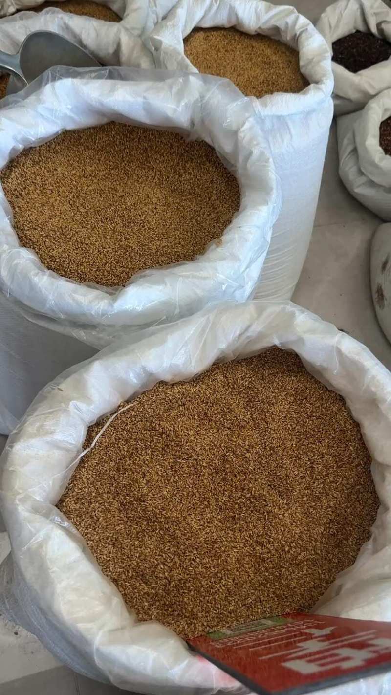 柏子仁，中药材柏子仁柏子正品保证价格优惠欢迎咨询