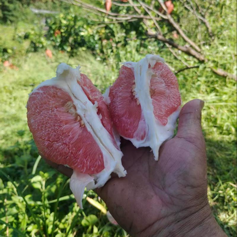红心柚