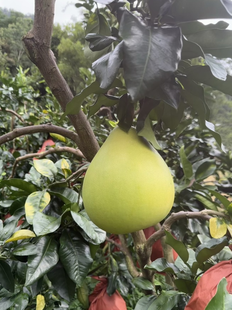 红心柚