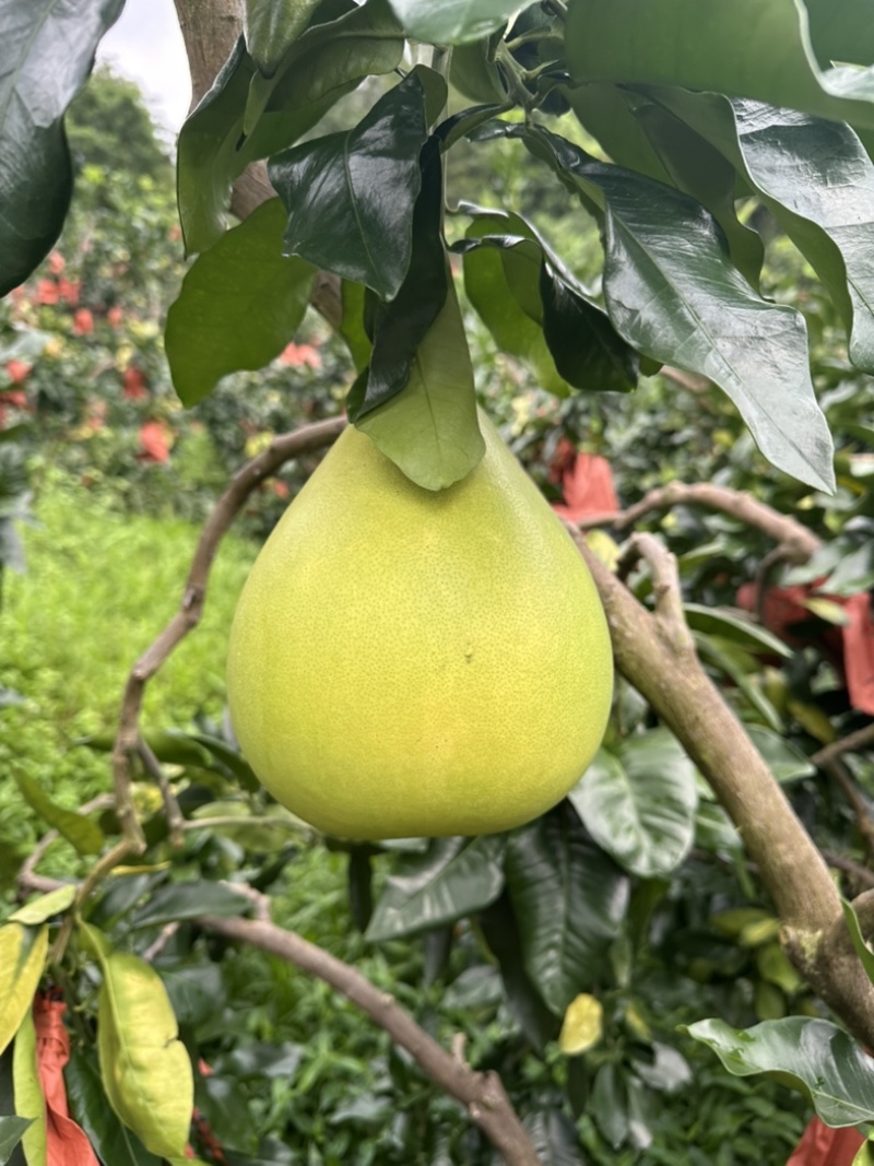 红心柚