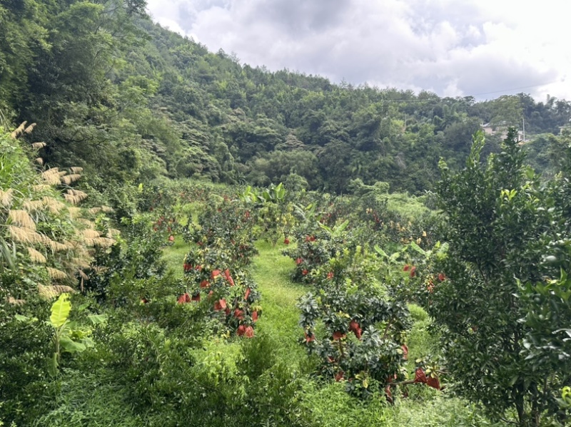 红心柚