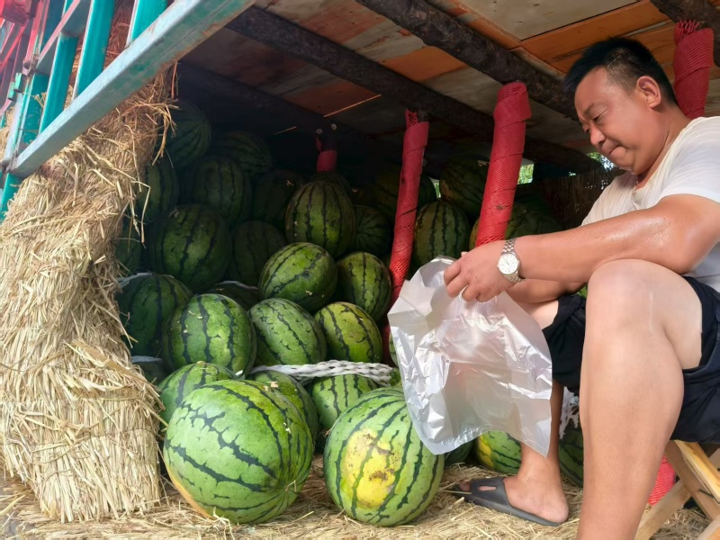 《畅销推荐》东北地雷瓜西瓜基地直发包熟包甜对接商超电商