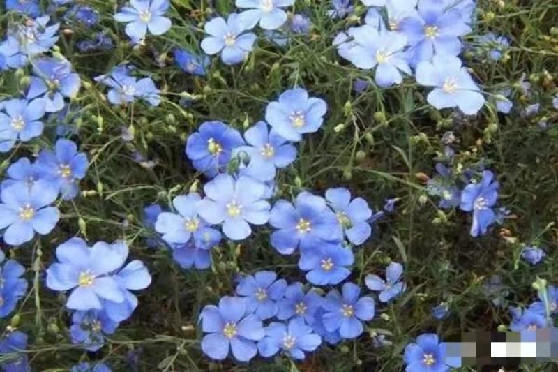蓝花亚麻耐寒耐旱种子盆栽庭院种植公园绿化造景都适合