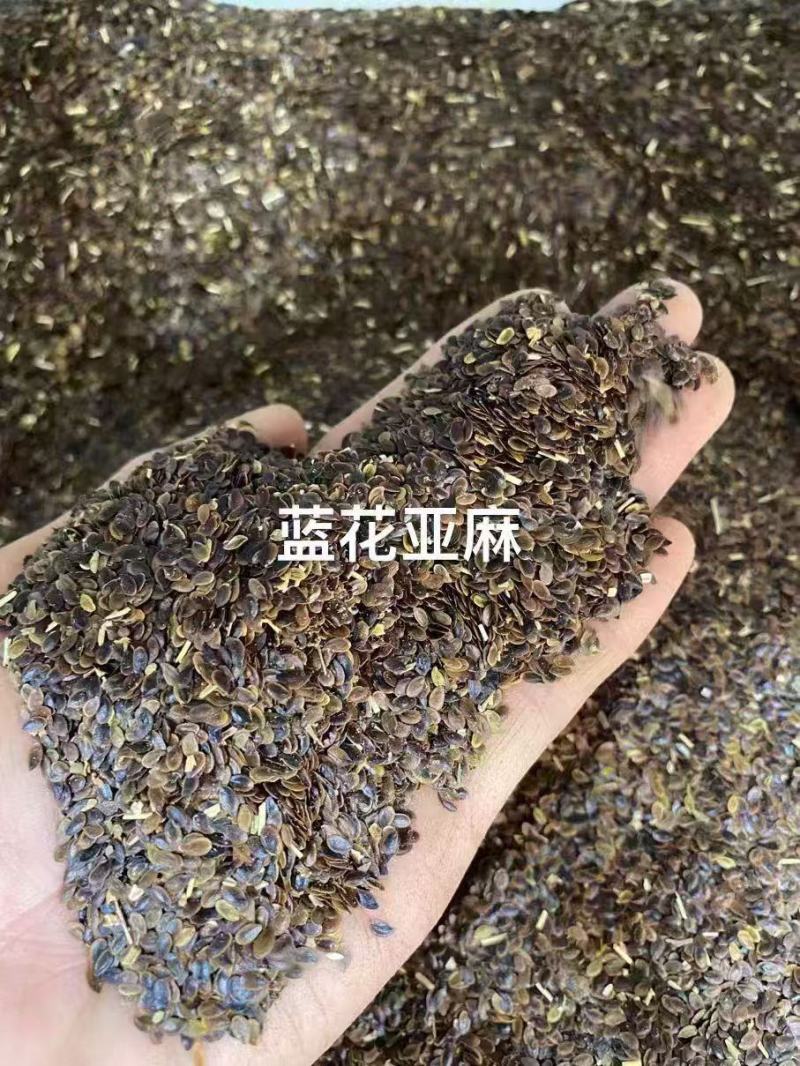 蓝花亚麻耐寒耐旱种子盆栽庭院种植公园绿化造景都适合