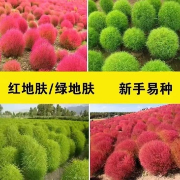 地肤种子红地肤绿地肤种子扫帚苗景观花海庭院