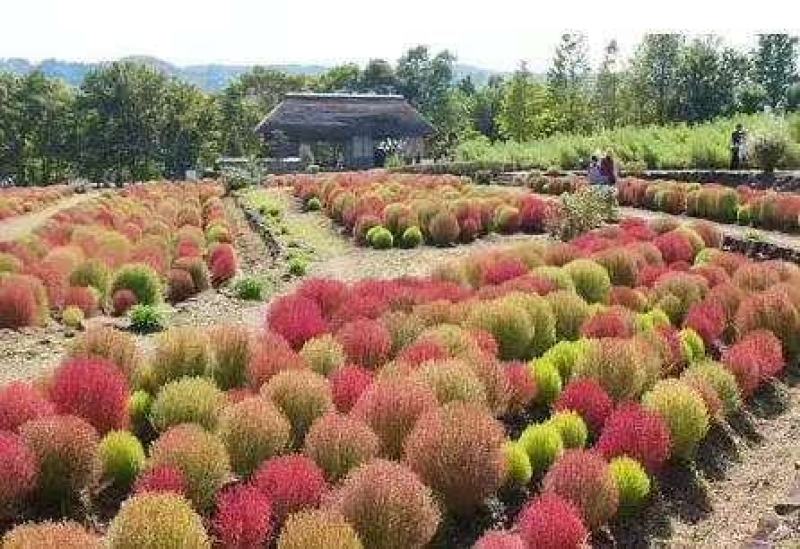 地肤种子红地肤绿地肤种子扫帚苗景观花海庭院
