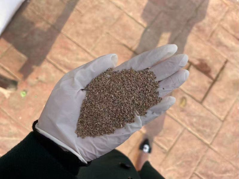 地肤种子红地肤绿地肤种子扫帚苗景观花海庭院