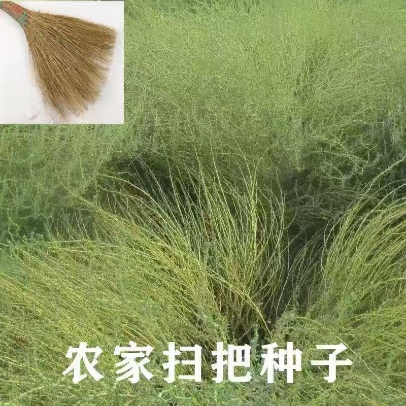 地肤种子红地肤绿地肤种子扫帚苗景观花海庭院